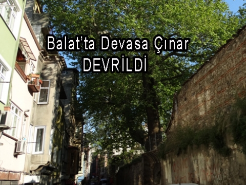 Balat Mah. Fenerde sekiz asırlık çınar yıkıldı