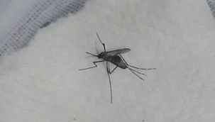 Katil siyah ve sert Sivrisinek artık İstanbul'da yaygın. 