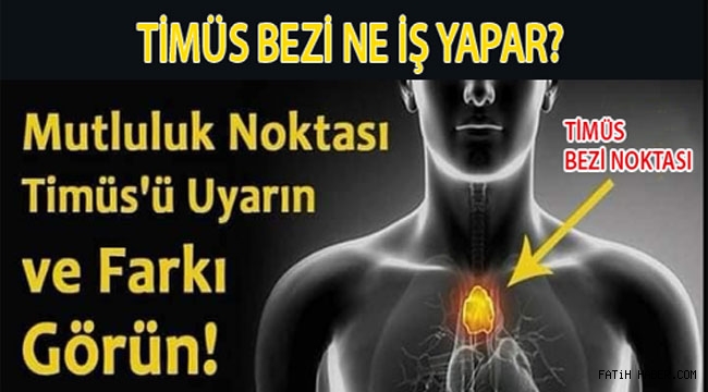 Timüs bezi ne İşe yarıyor?