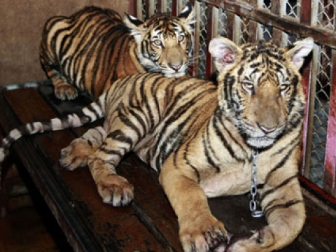 Evinin terasında kaplan besliyordu 