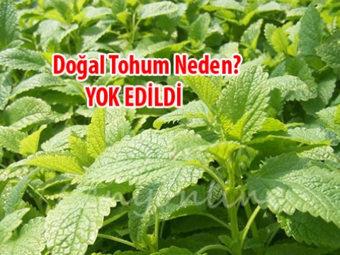 Yerli Doğal Tohum neden yasaklandı