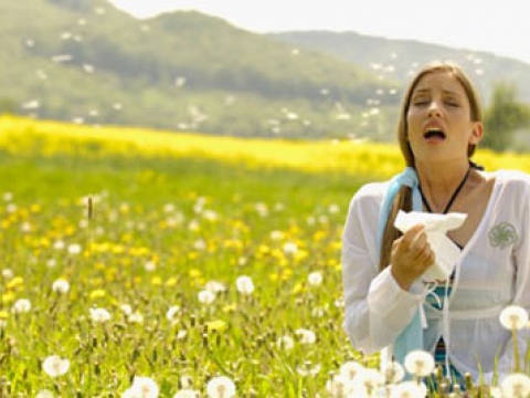 Bahar nezlesi aşısında yeni yöntem 