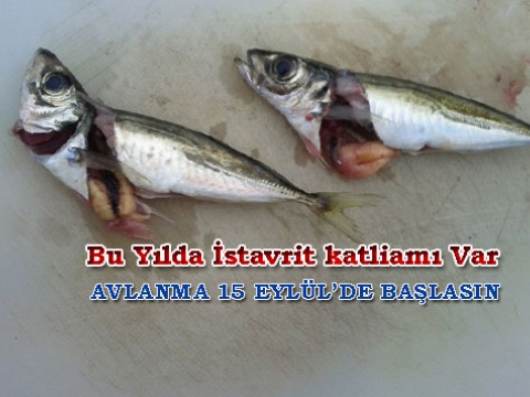 Yine anne istavritler, HAVYARINI DÖKMEDEN, katledilecek. 