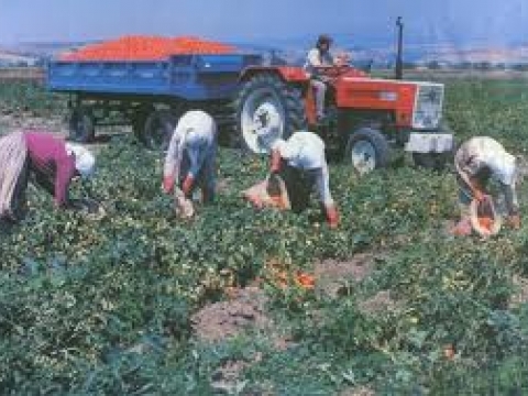 Analiz: Çiftçinin %88'inin cebinde para yok