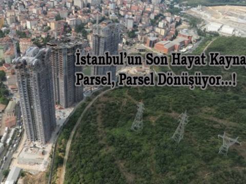 UYAN İSTANBUL! FATİH ORMANI SENİ ÇAĞIRIYOR!