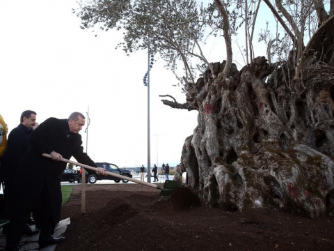 Bu Ağaç Bir Daha Yeşerecek mi