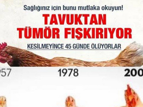 Tavukla Beslenme ve sonuçları