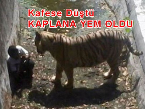 Kaplanın kafesine düşen genç parçalandı