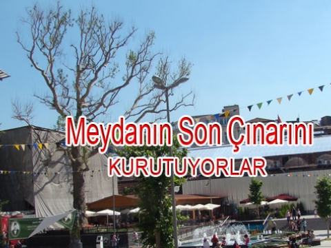 Yenicami Parkında katliamdan kurtulan son çınar kurumaya başladı.