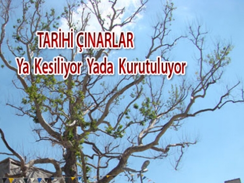 İlçemizdeki yeşil katliamına itirazımız var