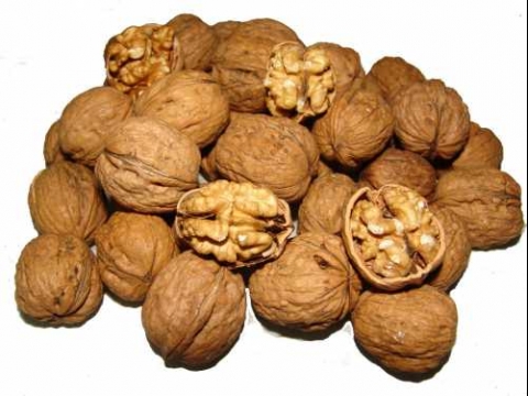 Ceviz bir çok hastalığa iyi geliyor