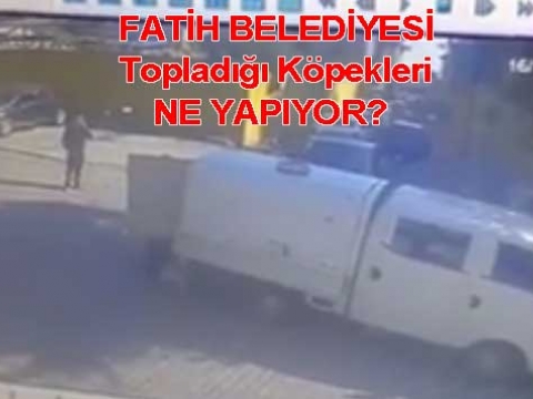 Fatih Belediyesi hakkında köpek şikayeti