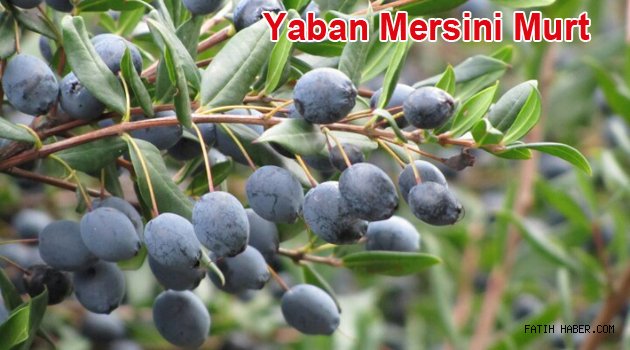 Hambeles Murt meyvesi