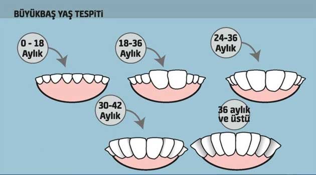 Kurbanlık Alırken Dikkat edin