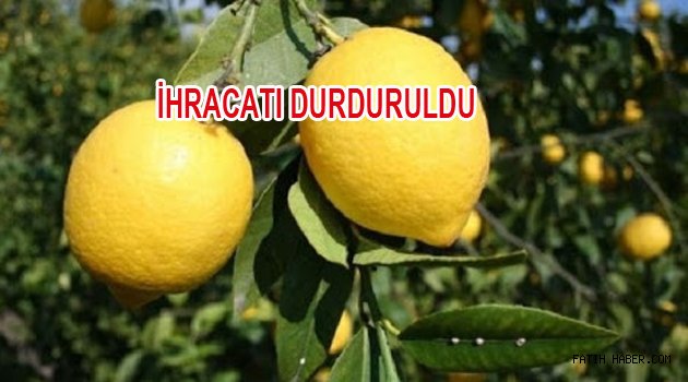 Limon İhracatı Durduruldu