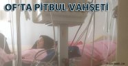Pitbull vahşeti Can alıyordu