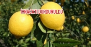 Limon İhracatı Durduruldu